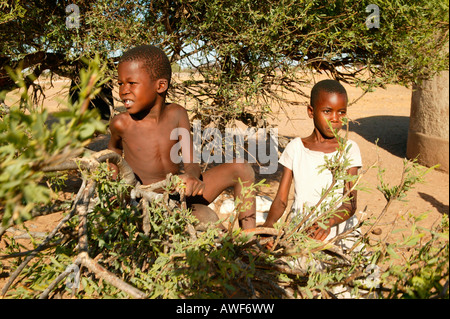 Zwei jungen Wippen auf einem Zweig, Cattlepost Bothatogo, Botswana, Afrika Stockfoto