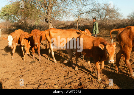 Kuh-Herde in den Kral, Cattlepost Bothatogo, Botswana, Afrika Stockfoto