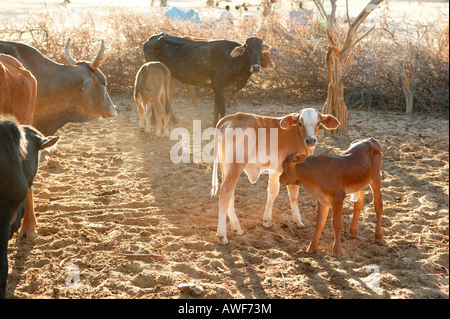 Zwei Kälber, Kuh-Herde in den Kral, Cattlepost Bothatogo, Botswana, Afrika Stockfoto