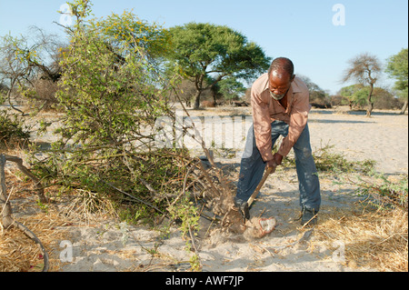 Mann, Holzhacken, Cattlepost Bothatoga, Botswana, Afrika Stockfoto