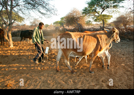 Mann Melken Kuh, Cattlepost Bothatoga, Botswana, Afrika Stockfoto