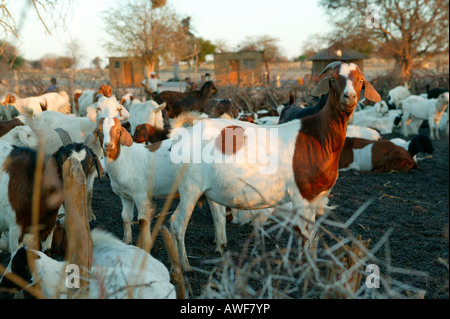 Ziegenherde im Kral, Cattlepost Bothatoga, Botswana, Afrika Stockfoto