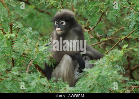 Altrosa Languren in Monsun Rainforest, Khao Sam Roi Yot National Park, Südwest-Thailand Stockfoto