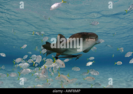 Diese Ammenhai, Ginglymostoma Cirratum, ist mit einer Schule von Juvinile Buben und Remora, Bahamas abgebildet. Stockfoto