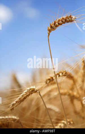 Mais Feld Stockfoto