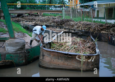 Lastkähne verwendet für den Transport von Zuckerrohr, Demerara Provinz, Guyana, Südamerika Stockfoto