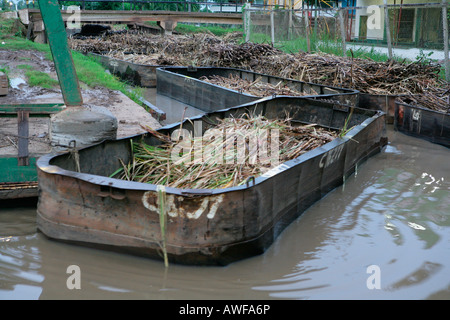 Lastkähne verwendet für den Transport von Zuckerrohr, Demerara Provinz, Guyana, Südamerika Stockfoto