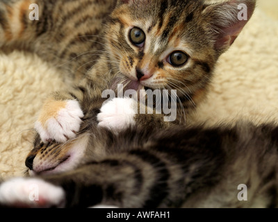 Zwei Kätzchen Neun Wochen Alt Playfighting Tabby Kitten Beißen Geschwister Ohr Stockfoto