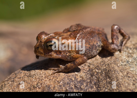 Die südlichen Kröte, Anaxyrus Terrestris, ist eine wahre Kröte heimisch in den südöstlichen Vereinigten Staaten mittlerer Größe (7,5 cm). Stockfoto