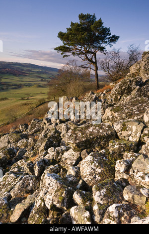 Loudoun HIll, einem vulkanischen Stecker in Ayrshire, Schottland, die Website von mehreren wichtigen historischen Schlachten Stockfoto