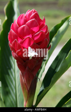 Red Ginger oder Strauß Plume (Alpina Purpurata) Arten aus der Ingwer-Familie der Pflanzen (Zingiberaceae), Guyana, Südamerika Stockfoto