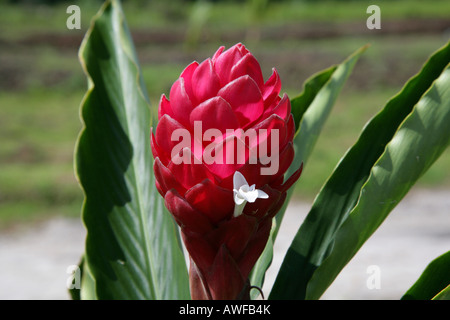 Red Ginger oder Strauß Plume (Alpina Purpurata) Arten aus der Ingwer-Familie der Pflanzen (Zingiberaceae), Guyana, Südamerika Stockfoto