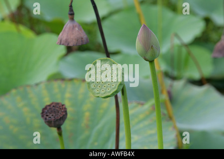 Blue Lotus oder indischen Lotus (Nelumbo Nucifera) Samenköpfe, Arten der Seerose Familie (polaren), Guyana, South Amer Stockfoto