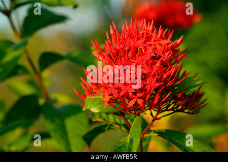 Dschungel Geranie oder Flamme von Wald oder Dschungel-Flamme (Ixora Coccinea L.), Arten Krapp oder Kaffee Familie (Rubiaceae), G Stockfoto