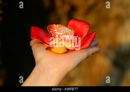 Hand, die einen indischen oder blauen Lotus (Nelumbo Nucifera) Blume, Arten der Seerose-Familie von Pflanzen (Nymphaeceae), Gu Stockfoto