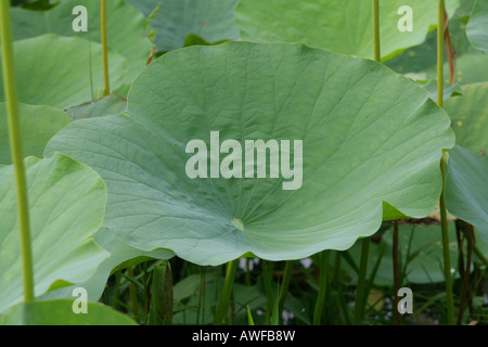 Indische oder blauen Lotus (Nelumbo Nucifera) Blatt, Arten der Seerose-Familie von Pflanzen (Nymphaeceae), Guyana, Südamerika Stockfoto