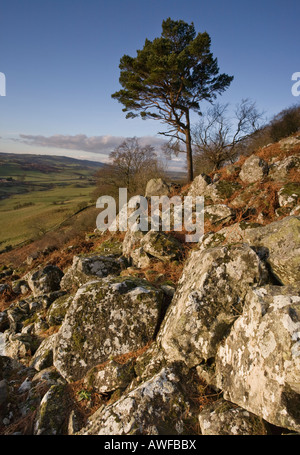 Loudoun HIll, einem vulkanischen Stecker in Ayrshire, Schottland, die Website von mehreren wichtigen historischen Schlachten Stockfoto