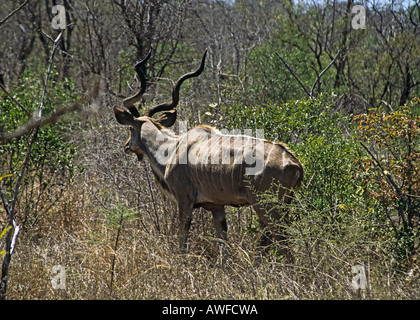 KRUGER NATIONAL PARK in Südafrika Okt männlichen Kudu Tragelaphus Strepsiceros eines die größte Antilope zu Fuß in Busch Stockfoto