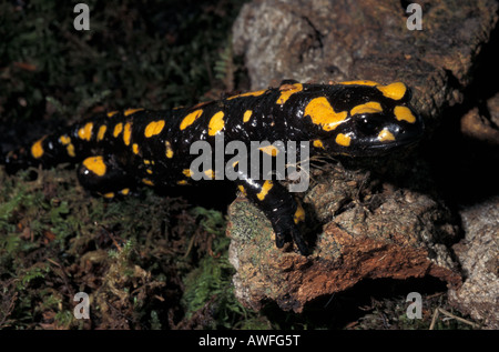 Salamandra Corsica, korsische Salamander Stockfoto