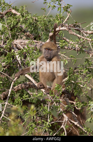 Chacma Pavian (Papio Ursinus) sitzt im Baum Stockfoto