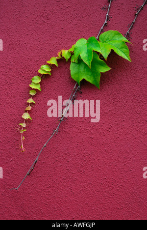 Boston- oder Japanisch Ivy (Parthenocissus Tricuspidata) Ranke wachsen auf einer Hauswand Stockfoto