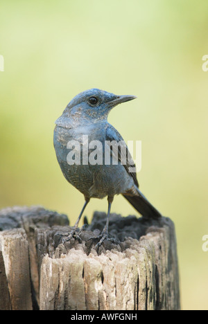 Männlichen blauen Rock Soor im Monsun Regenwald Khao Yai Nationalparks in Thailand. Stockfoto