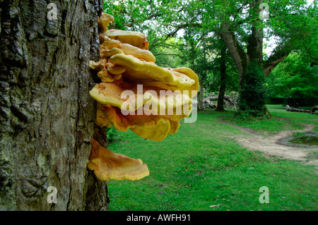 Der Wald oder Schwefel Polypore Laetiporus Sulphureus oder Polyporus Sulphureus Halterung Pilz Herbst 2005 Huhn Stockfoto