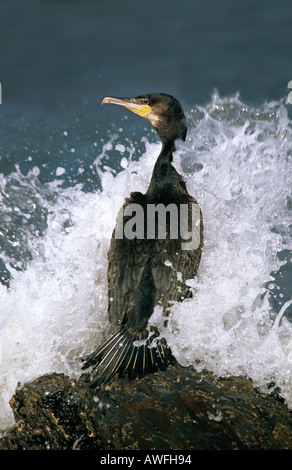 Kormoran Phalacrocorax Carbo Cornwall September 2005 Stockfoto