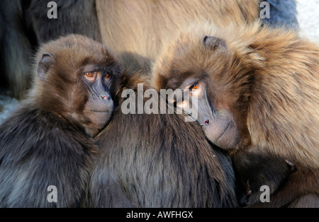 Gelada (Theropithecus Gelada) Stockfoto