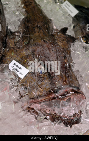 Seeteufel, Lophius Piscatorius auf der Messe "Gruene Woche" in Berlin Stockfoto