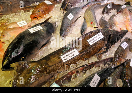 Verschiedene Arten von Fisch auf der Messe "Gruene Woche" in Berlin Stockfoto