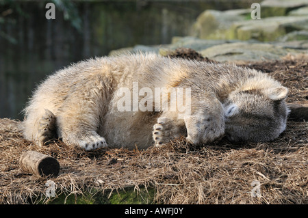 Eisbär Knut schlafen in Berlin Zoo Berlin Deutschland Stockfoto