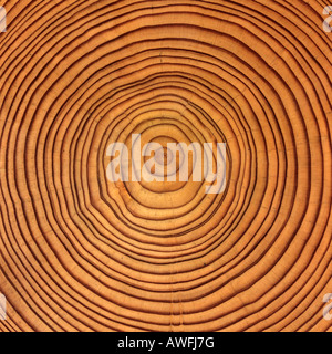 Lärche (Larix) Baumstamm Querschnitt: Baum-Ringe Stockfoto