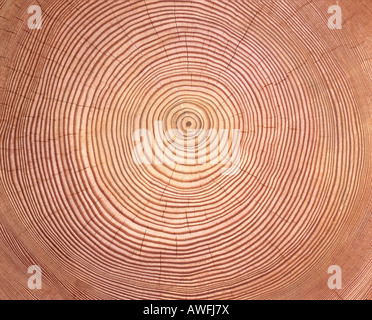 Lärche (Larix) Baumstamm Querschnitt: Baum-Ringe Stockfoto