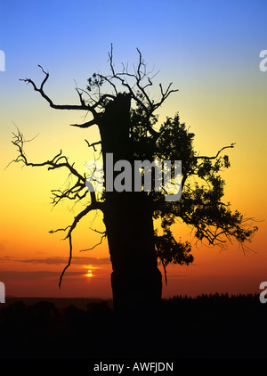 Eiche Baum Silhouette gegen einen bunten Abend-Himmel bei Sonnenuntergang Stockfoto