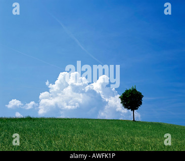 Wiese und einsamer Baum mit Cumulus-Wolken am blauen Himmel Stockfoto