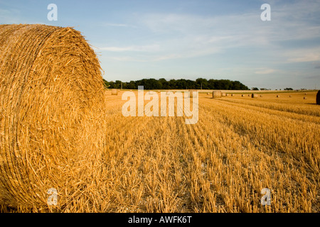 Strohballen bereit für den Landwirt zu sammeln, nachdem die Ernte wurde. Stockfoto