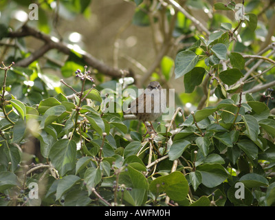 Heckenbraunelle, Prunella Modularis, auch bekannt als ein Hedge Sparrow, es ist eine gelbe Liste-Arten. Einen kleinen braunen und grauen Vogel. Stockfoto