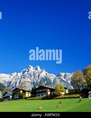 Kuh-Weide, Mt. Eiskogel, Tennengebirge (Tennengebirge Bereich), Salzburger Land, Österreich, Europa Stockfoto