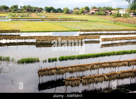 Stock Foto Reife Reis trocknen in der Nähe von Nyaungshwe in Myanmar Stockfoto