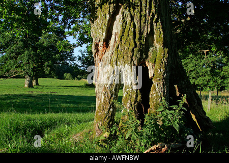 800 Jahre alten Eichen von Tunhem in Schweden im Morgenlicht - pedunculate Eiche (Quercus Robur) Stockfoto