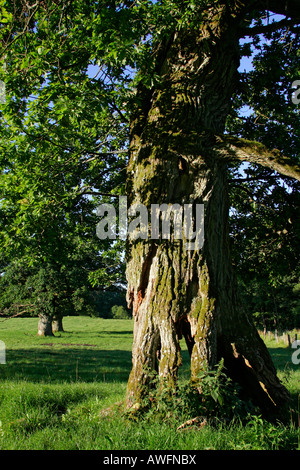 800 Jahre alten Eichen von Tunhem in Schweden im Morgenlicht - pedunculate Eiche (Quercus Robur) Stockfoto