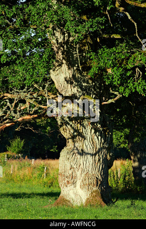 Eines der 800 Jahre alten Eichen von Tunhem in Schweden im Morgenlicht - pedunculate Eiche (Quercus Robur) Stockfoto
