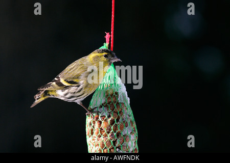 Erlenzeisig - Männchen im Winter (Zuchtjahr Spinus) (Spinus Spinus) Stockfoto