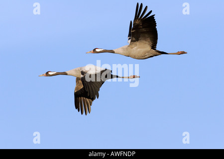 Paar fliegenden gemeinsamen Kraniche (Grus Grus) - Hornborgasee, Schweden, Europa Stockfoto