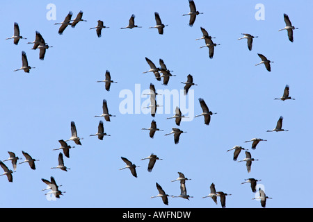 Fliegende Kraniche (Grus Grus) Stockfoto