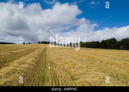 dh Gerste Feld trocknen Norden Fife Ackerland schneiden STIRTON FIFE geerntet Stockfoto