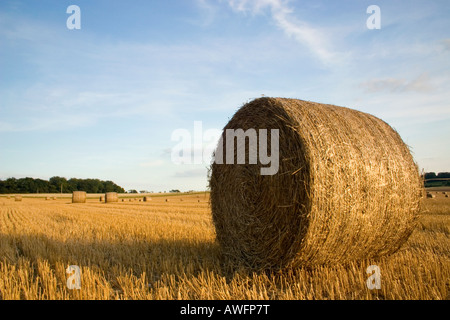 Strohballen bereit für den Landwirt zu sammeln, nachdem die Ernte wurde. Stockfoto