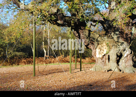 Die große Eiche, Sherwood forest Stockfoto