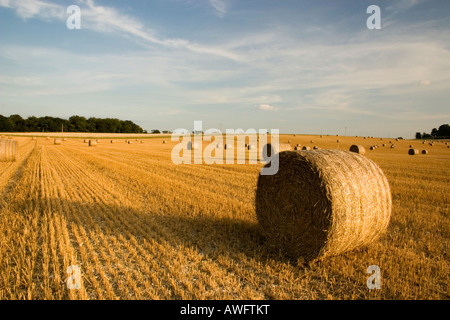 Strohballen bereit für den Landwirt zu sammeln, nachdem die Ernte wurde. Stockfoto